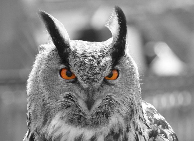 Free download Eagle Owl Eyes -  free photo or picture to be edited with GIMP online image editor