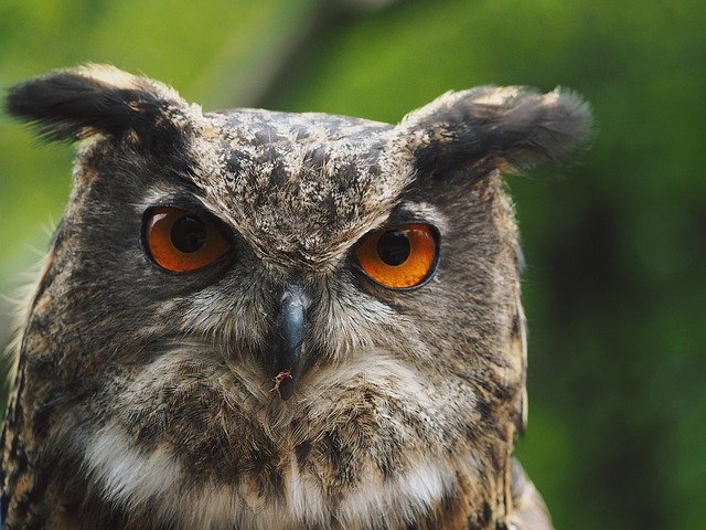 Free download Eagle Owl Raptor -  free photo or picture to be edited with GIMP online image editor