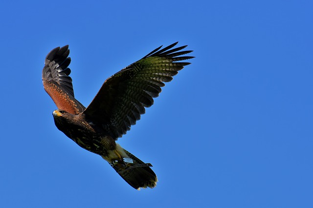 Free download eagle raptor birds of prey animal free picture to be edited with GIMP free online image editor