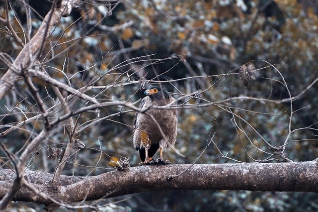 Free download Eagle Wild Bird -  free photo or picture to be edited with GIMP online image editor