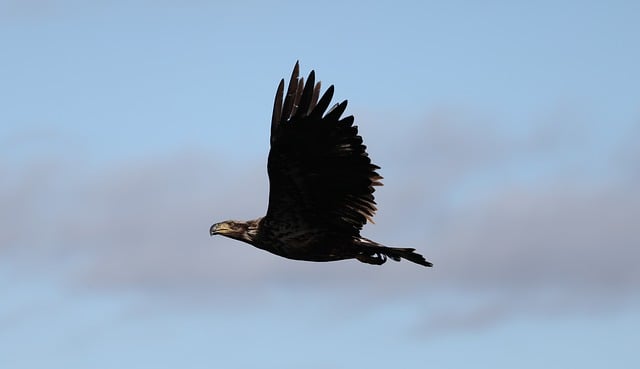 Free download eagle young bird nature animal free picture to be edited with GIMP free online image editor