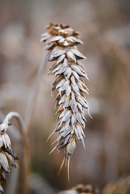 Free download ear corn summer bc nature grain free picture to be edited with GIMP free online image editor