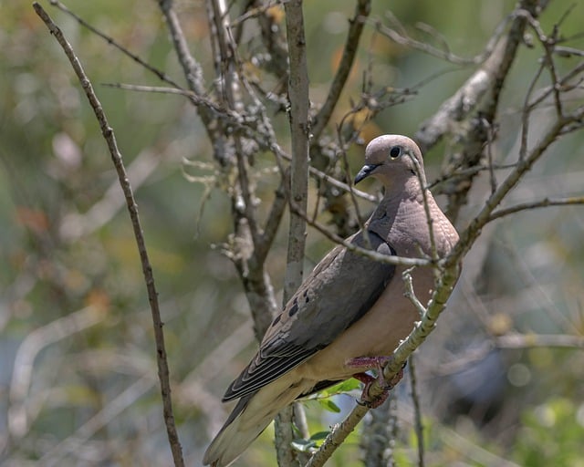 Free download eared dove bird animal wood pigeon free picture to be edited with GIMP free online image editor