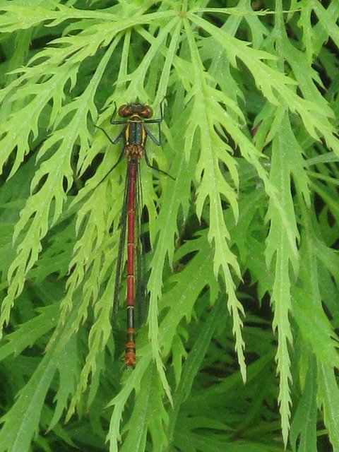 Free picture Early Adonis Dragonfly Nature -  to be edited by GIMP free image editor by OffiDocs