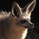 EARLY EAR Theme  screen for extension Chrome web store in OffiDocs Chromium