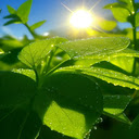 Early morning green tree wallpaper  screen for extension Chrome web store in OffiDocs Chromium