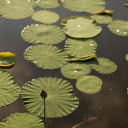 Early Season Lotus  screen for extension Chrome web store in OffiDocs Chromium