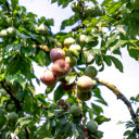 Early Season Plums  screen for extension Chrome web store in OffiDocs Chromium