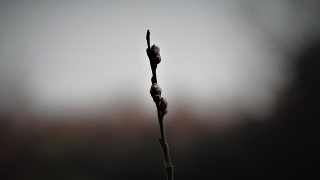 Free download early spring sprig willow nature free picture to be edited with GIMP free online image editor