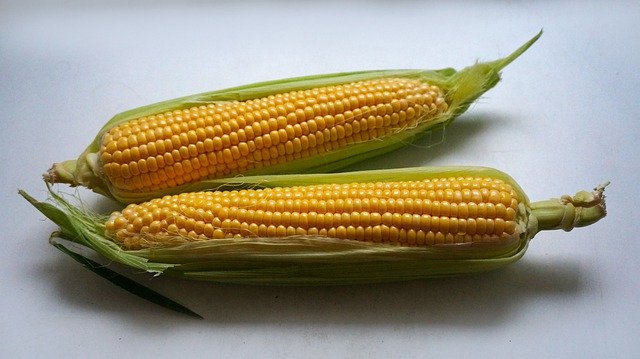 Unduh gratis Ear Of Corn Leaves Light - foto atau gambar gratis untuk diedit dengan editor gambar online GIMP