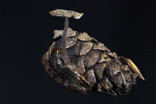 Muat turun percuma Earpick-Fungus Pine-Cone Tiny - foto atau gambar percuma untuk diedit dengan editor imej dalam talian GIMP