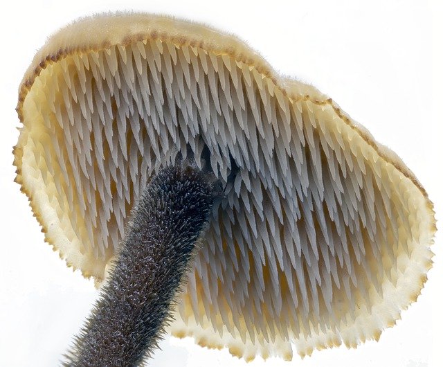 Descărcare gratuită Earpick-Fungus Tiny Macro - fotografie sau imagine gratuită pentru a fi editată cu editorul de imagini online GIMP