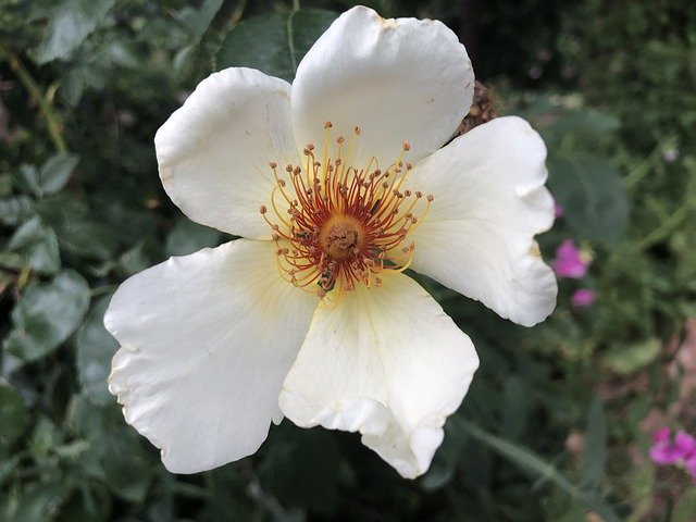 Безкоштовно завантажте Day Earth Flower Nature - безкоштовне фото або зображення для редагування за допомогою онлайн-редактора зображень GIMP