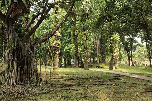 Téléchargement gratuit Earth Green Trees - photo ou image gratuite à éditer avec l'éditeur d'images en ligne GIMP