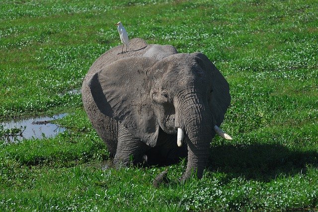 Free picture Earth Hour Fall Equinox Elephant -  to be edited by GIMP free image editor by OffiDocs