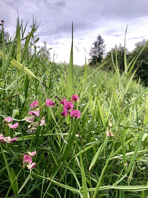 تنزيل Earth Hour Flower Grass مجانًا - صورة مجانية أو صورة يتم تحريرها باستخدام محرر الصور عبر الإنترنت GIMP