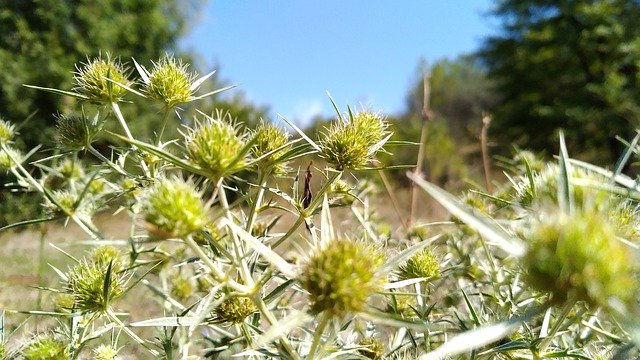 ดาวน์โหลด Earth Hour Plants Nature ฟรี - ภาพถ่ายหรือรูปภาพที่จะแก้ไขด้วยโปรแกรมแก้ไขรูปภาพออนไลน์ GIMP