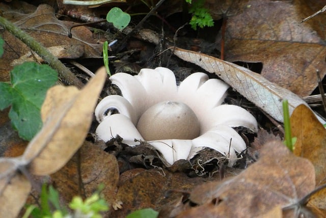 Bezpłatne pobieranie bezpłatnego zdjęcia poszycia lasu z grzybami Earthstar do edycji za pomocą bezpłatnego edytora obrazów online GIMP