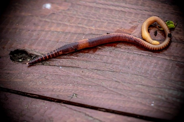 Free download Earthworm Worm Bait -  free photo or picture to be edited with GIMP online image editor
