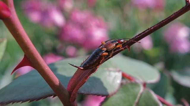 Free download earwig insect beetle free picture to be edited with GIMP free online image editor