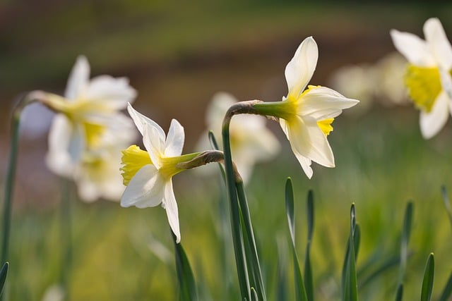 Free download easter bells easter flower free picture to be edited with GIMP free online image editor