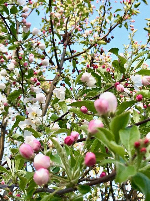 Free download Easter Blossoms Spring Tree Buds -  free photo or picture to be edited with GIMP online image editor