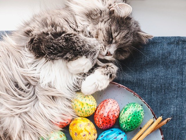 Free download Easter Cat Fluffy Gray -  free free photo or picture to be edited with GIMP online image editor