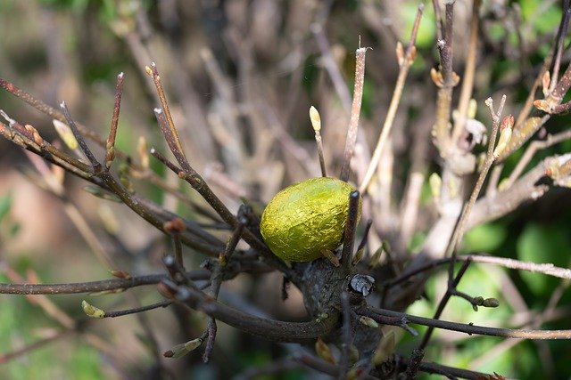 Free download Easter Egg Branches -  free photo or picture to be edited with GIMP online image editor