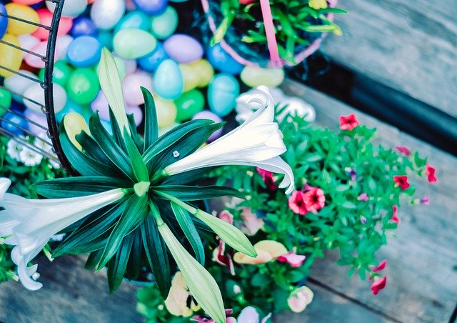 Gratis download Easter Flower Egg - gratis foto of afbeelding om te bewerken met GIMP online afbeeldingseditor
