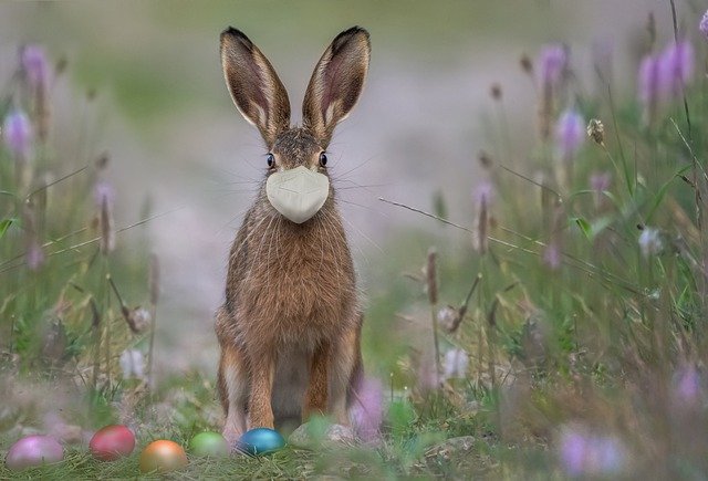 Free download easter hare mask ffp2 face mask free picture to be edited with GIMP free online image editor
