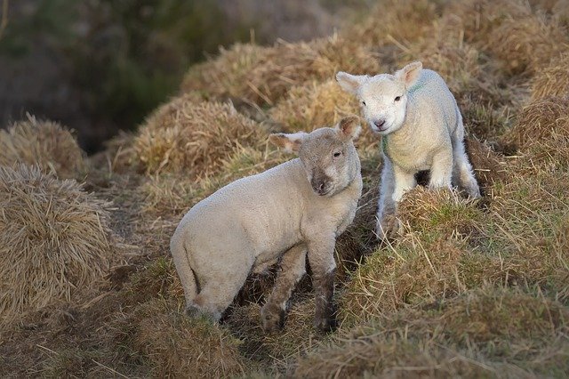 Descarga gratuita Easter Lambs: foto o imagen gratuita para editar con el editor de imágenes en línea GIMP