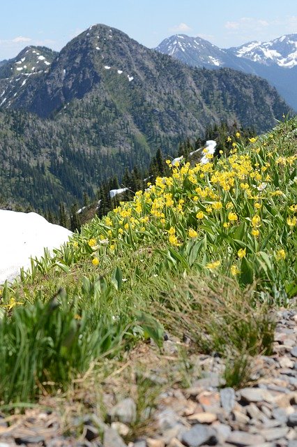 Free download Easter Lilies Lily -  free photo or picture to be edited with GIMP online image editor