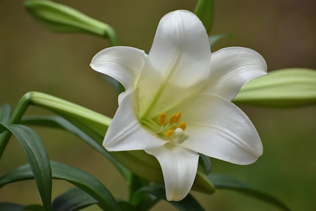 Free download easter lily flower lily flora free picture to be edited with GIMP free online image editor