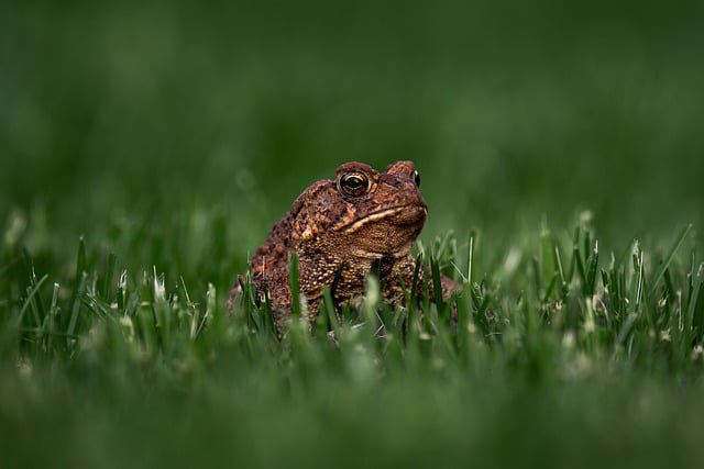 Free download eastern american toad american toad free picture to be edited with GIMP free online image editor