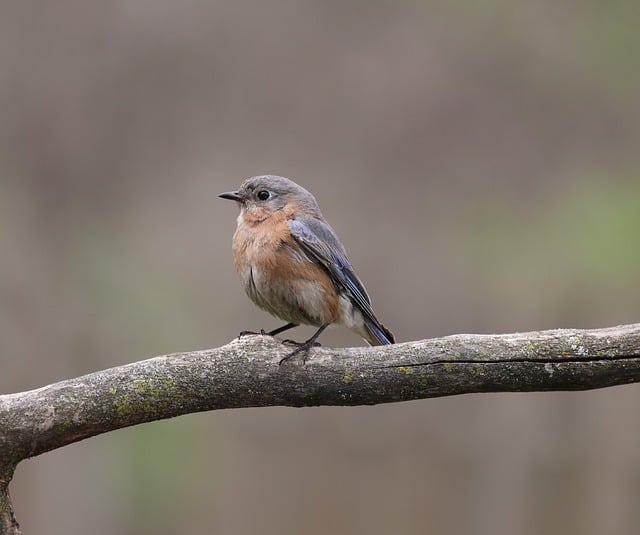 Free download eastern bluebird nature bird free picture to be edited with GIMP free online image editor