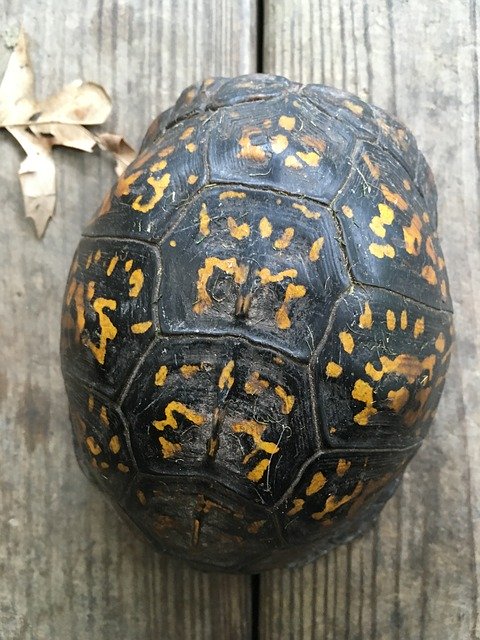 Unduh gratis Eastern Box Turtle Reptile Shell - foto atau gambar gratis untuk diedit dengan editor gambar online GIMP