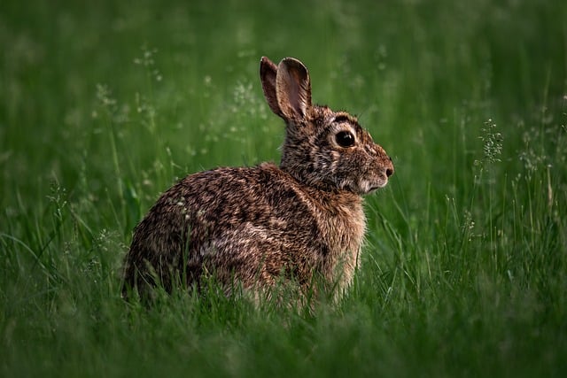 Free download eastern cottontail wild rabbit free picture to be edited with GIMP free online image editor