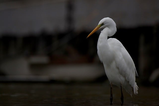 Free download eastern great egret bird animal free picture to be edited with GIMP free online image editor