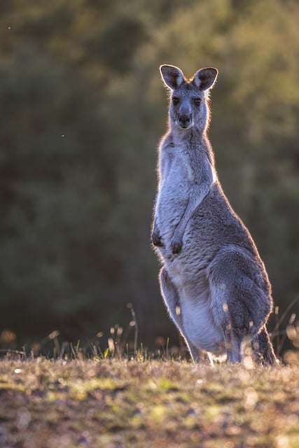 Bezpłatne pobieranie obrazu kangura wschodniego szarego kangura do edycji za pomocą bezpłatnego internetowego edytora obrazów GIMP