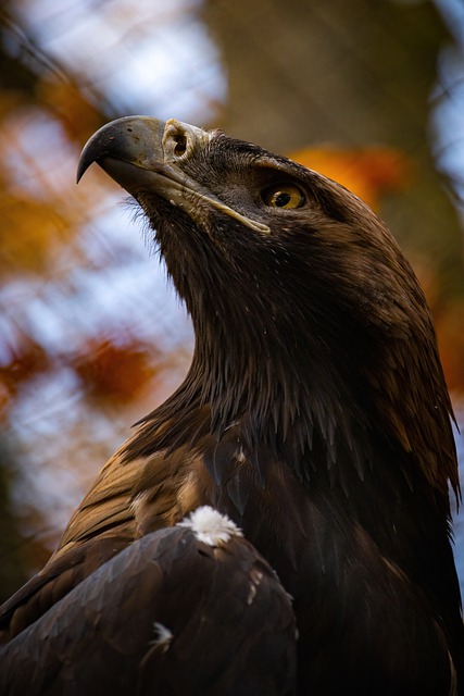 Free download eastern imperial eagle eagle free picture to be edited with GIMP free online image editor
