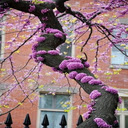 Eastern Redbud flower wallpaper  screen for extension Chrome web store in OffiDocs Chromium