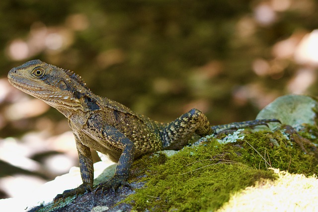 Free download eastern water dragon australia free picture to be edited with GIMP free online image editor