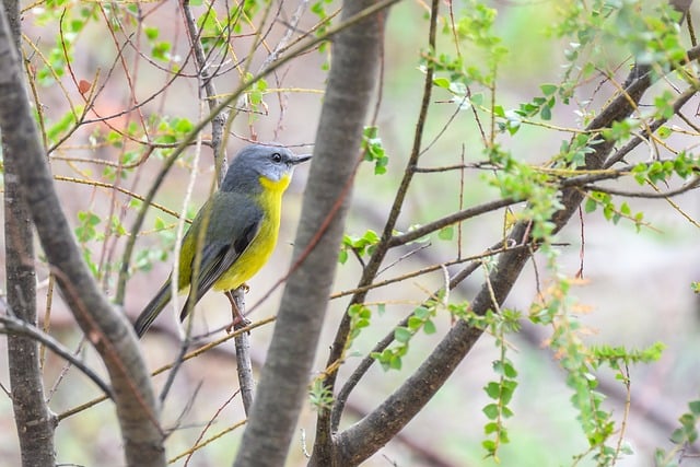 Free download eastern yellow robin yellow robin free picture to be edited with GIMP free online image editor