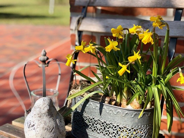 Download gratuito Easter Osterglocken Daffodils - foto o immagine gratis da modificare con l'editor di immagini online di GIMP