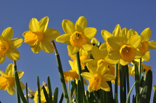 Free download Easter Osterglocken Flowers Spring -  free photo or picture to be edited with GIMP online image editor
