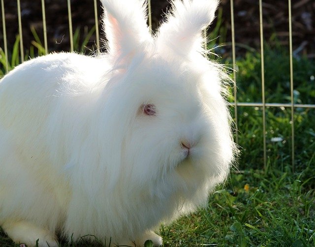 ดาวน์โหลดฟรี Easter Rabbit Ears White - รูปถ่ายหรือรูปภาพฟรีที่จะแก้ไขด้วยโปรแกรมแก้ไขรูปภาพออนไลน์ GIMP