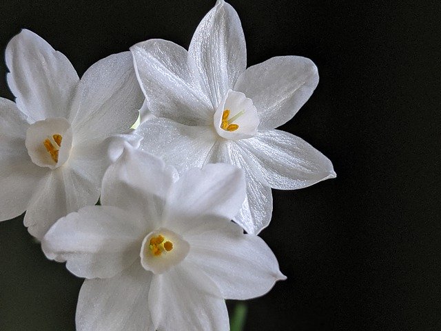 Téléchargement gratuit de Pâques White Flower - photo ou image gratuite à éditer avec l'éditeur d'images en ligne GIMP