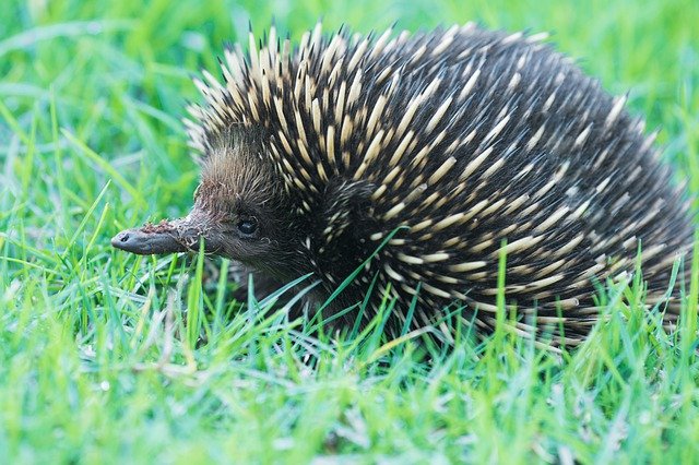 Free download Echidna Marsupial A -  free photo or picture to be edited with GIMP online image editor