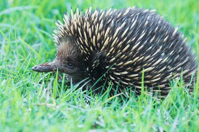 Unduh gratis Echidna Marsupial A - foto atau gambar gratis untuk diedit dengan editor gambar online GIMP