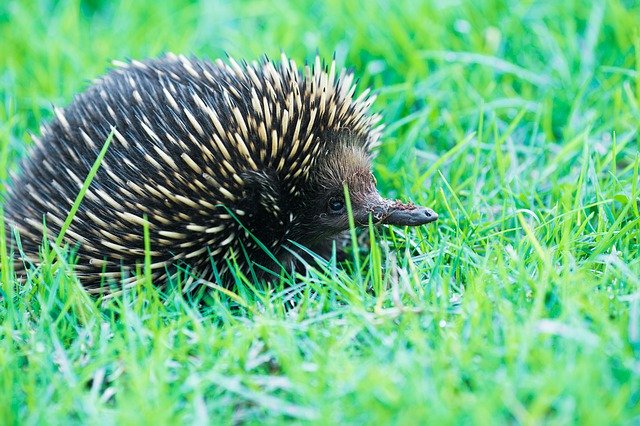 Gratis download Echidna Monotreme A - gratis foto of afbeelding om te bewerken met GIMP online afbeeldingseditor